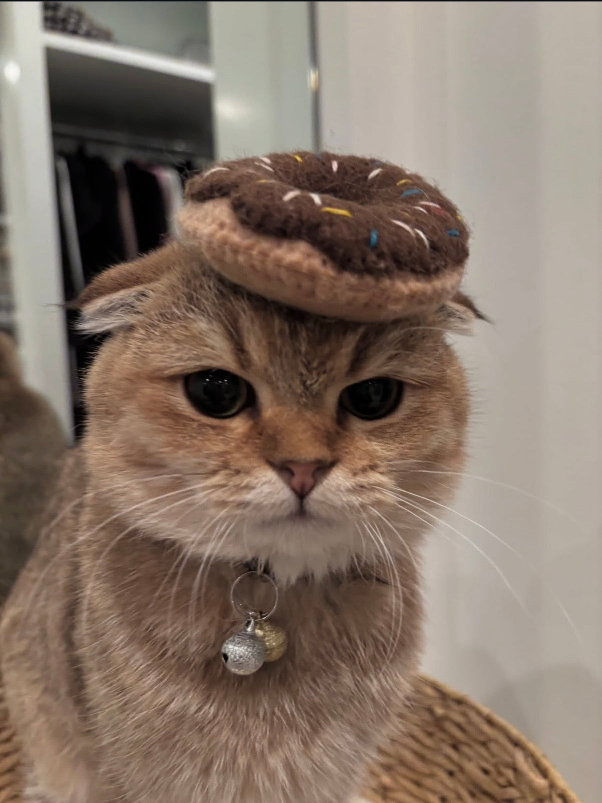 Chocolate Donut